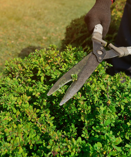 A person holding a pair of scissors in a bush